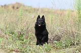 SCHIPPERKE 214